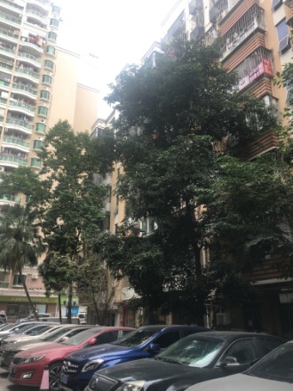 博伦花园