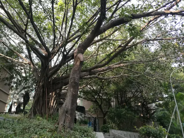 雍华府