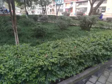 雪梨澳乡住家装修两房 户型方正采光好 随时可以看