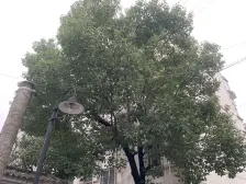 自住装修采光刺眼小区中间位置好