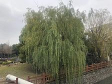 豪装300万3年,带室内电梯,4套房设计
