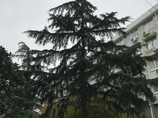 朱行板块,全明双南两房,位置安静
