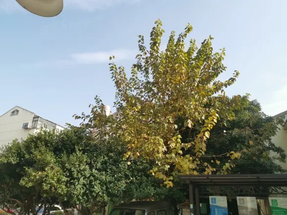 葑门路小区