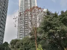 巴鼠星光加持 中庭位置 居家安静