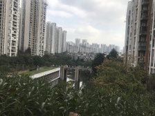 鲁能星城洋房小区 带巴标顶跃带花园