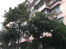 商品房+xi有户型+近大柏树地铁站+诚心出售
