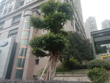 大坪 中庚香江美地三房