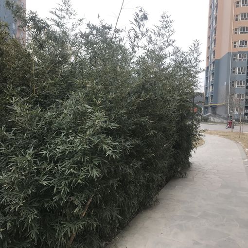 整租·任达佳苑 1室1厅 南