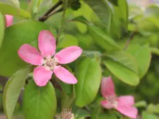 独栋别墅 上下三层 露台 上下庭院 小湖 多重露台