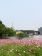 花海实景