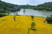 叠水梯田实景图