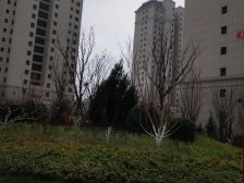 兰石豪布斯卡璟园 3室2厅 南