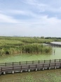 周边湿地公园实景图