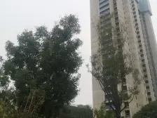 碧桂园西湖三号院 双卫 商品住宅 近地铁 次新小区 满二