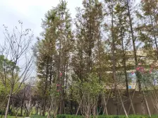 龙兴 碧桂园未来城市一期(A区)四房120万