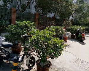 马鞍池东路211号 3室1厅 南