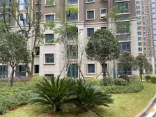 金芙蓉国际广场公园陪伴散步休闲