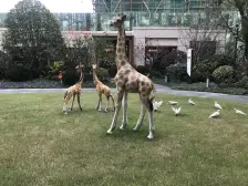 禹洲天境铂悦 4室2厅 南 北