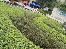 湘潭恒大翡翠华庭 4室2厅 南