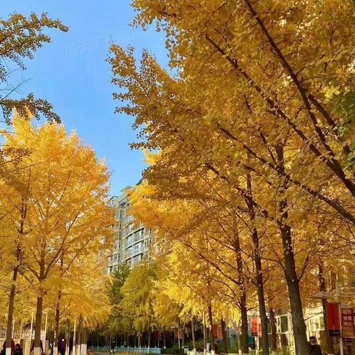 远洋天地3室1厅2卫东北朝向9500.00元/月出租