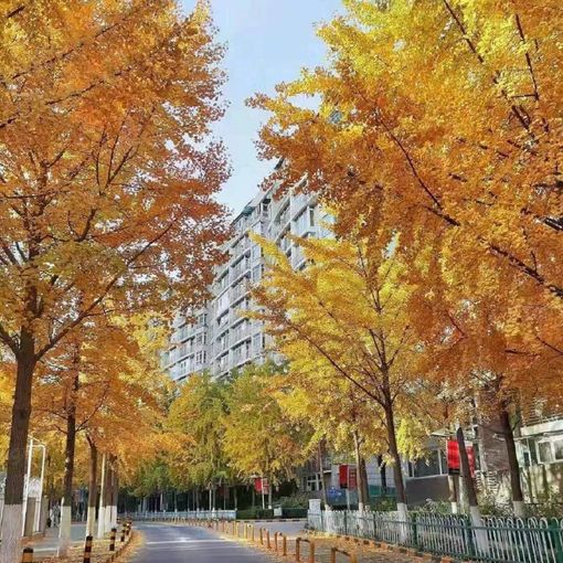 远洋天地1室1厅1卫西朝向8600.00元/月出租