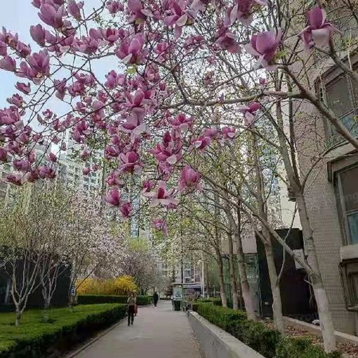 远洋天地1室1厅1卫东西朝向6500.00元/月出租