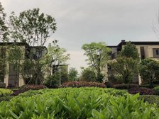 合景梧桐四季 3室2厅 南