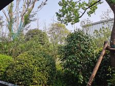 博观锦里,洋房,精装未住,三叶草。