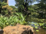 小区荷花池实景图