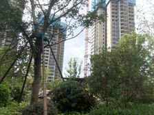 碧桂园四房 精装修 带家具 房间方正