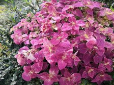 杨家坪 融信海纳九龙三房133.9万