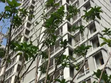 横厅,四房双卫,双轻轨,次新品质小区,近万华配套