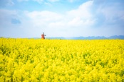 农业园的油菜花海