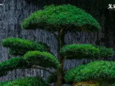 龙湖品质小高 一楼朝中庭 采光好