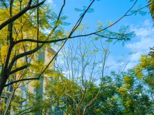 石马河 中粮天悦壹号悦江四房490万