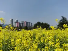 临轻轨、临高铁、临公园、户型方正,小区环境好