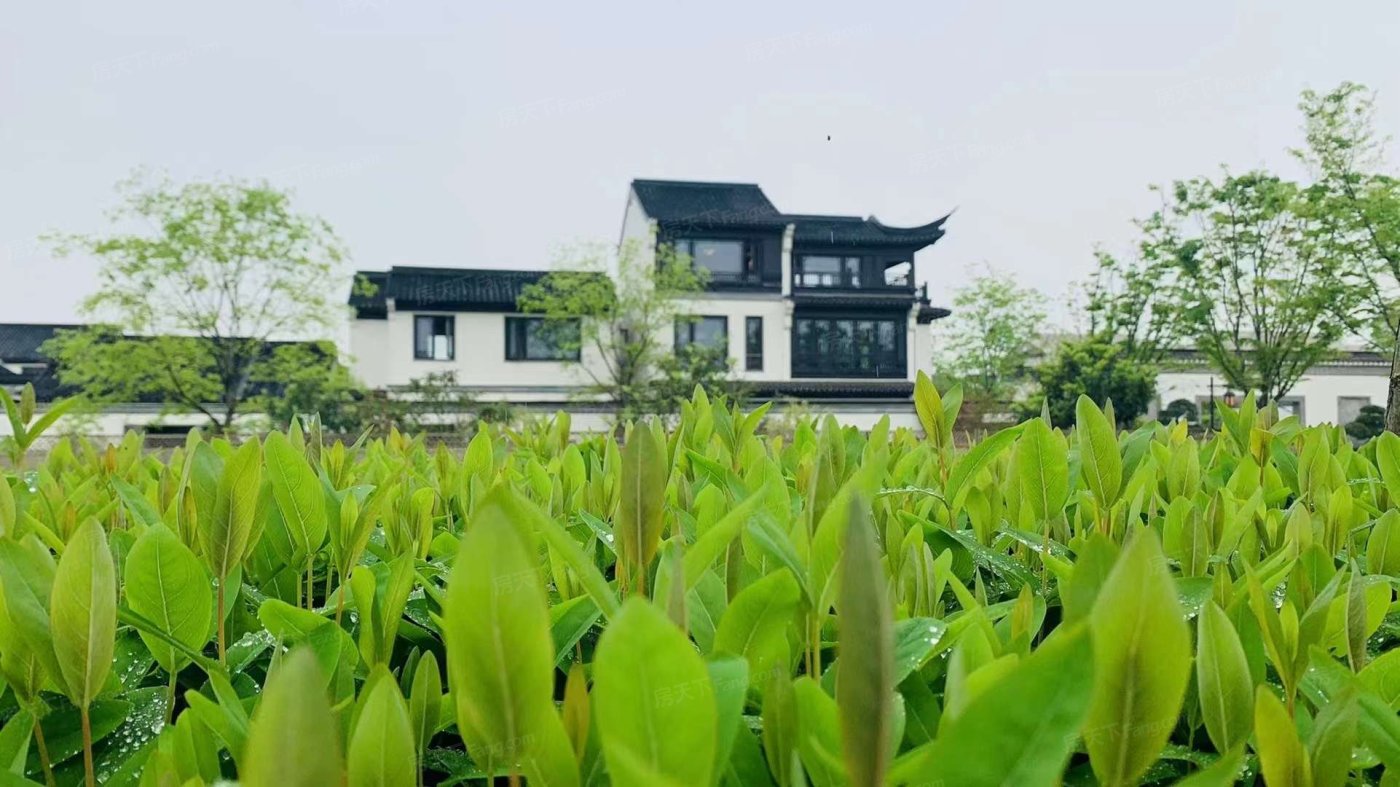 武汉花博汇桃李春风图片