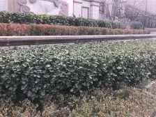 万达商圈地铁沿线,两室南北通透房,采光好