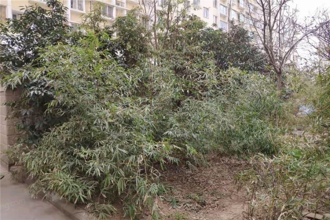 骏景天下实景图