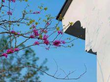 桃李春风独门独院中式庭院业主自住方便看房诚心卖