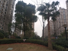 幸福时光一梯一户,南向16平大阳台,三居室两卫