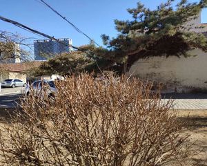 农大附满五年凤凰楼层采光好无遮挡价格可议