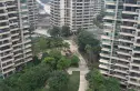 雅居乐锦城花冠集实景图