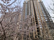 新汇华庭走在小区就像在公园一样鸟语花香全是绿化