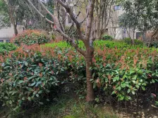 龙湖紫悦湾 3室2厅 南