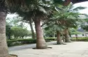 明信青庭实景图
