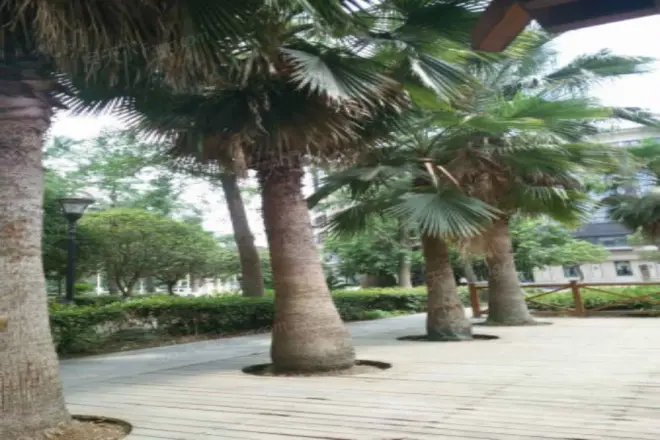 明信青庭实景图