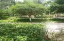 明信青庭实景图