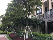 朝阳站小旁君领朝阳东端户,双阳台,户型好,自住装修