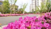 上海高尔夫社区樱花季